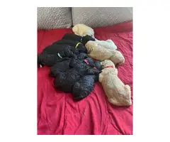 Black and Red Poodle puppies - 2