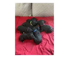 Black and Red Poodle puppies - 3