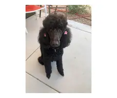 Black and Red Poodle puppies - 5