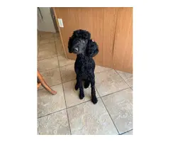 Black and Red Poodle puppies - 6