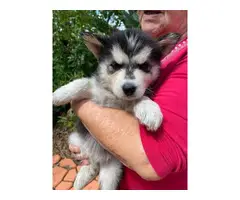 8 Purebred Husky Puppies rehoming