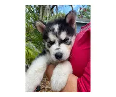 8 Purebred Husky Puppies rehoming - 2