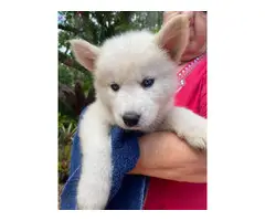 8 Purebred Husky Puppies rehoming - 3