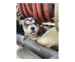 8 Purebred Husky Puppies rehoming - 4