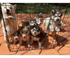 8 Purebred Husky Puppies rehoming - 5
