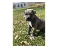 6 weeks old Cane Corso for sale