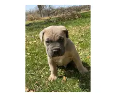 6 weeks old Cane Corso for sale - 2