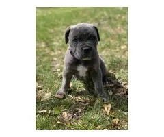 6 weeks old Cane Corso for sale - 3