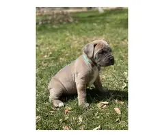 6 weeks old Cane Corso for sale - 4