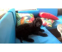 Male Labradoodle puppy looking for  a good home - 4