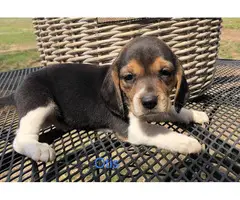 AKC beagle puppies for sale - 1