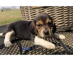 AKC beagle puppies for sale - 2