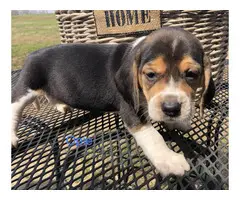 AKC beagle puppies for sale - 3
