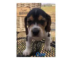 AKC beagle puppies for sale - 4