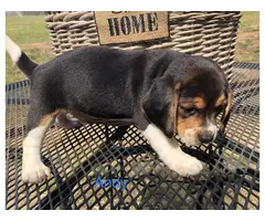 AKC beagle puppies for sale - 5