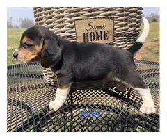 AKC beagle puppies for sale - 6