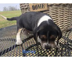 AKC beagle puppies for sale - 7