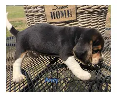 AKC beagle puppies for sale - 8