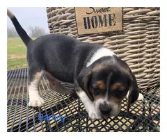 AKC beagle puppies for sale - 9