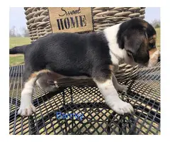 AKC beagle puppies for sale - 10