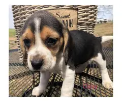 AKC beagle puppies for sale - 11