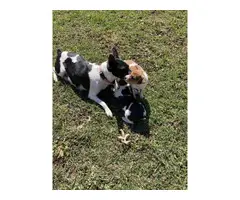 5 Rat Terrier Puppies - 3