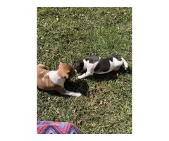 5 Rat Terrier Puppies - 5