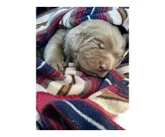 5 AKC Silver Lab puppies for Sale - 2