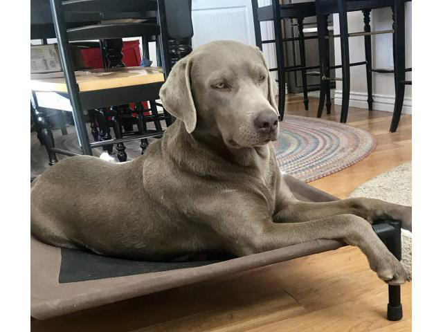 5 AKC Silver Lab puppies for Sale in Las Vegas, Nevada