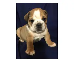 Full AKC English bulldog puppies for Adoption