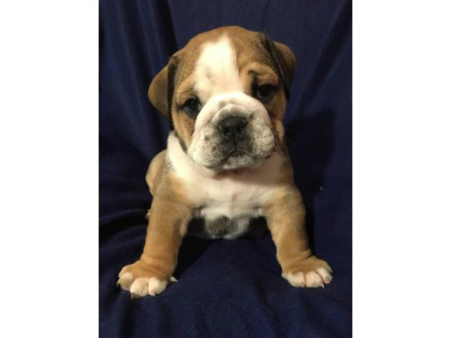 Full AKC English bulldog puppies for Adoption in Grant