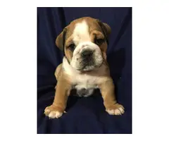 Full AKC English bulldog puppies for Adoption - 2