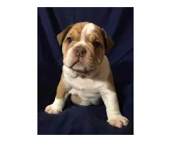 Full AKC English bulldog puppies for Adoption - 3
