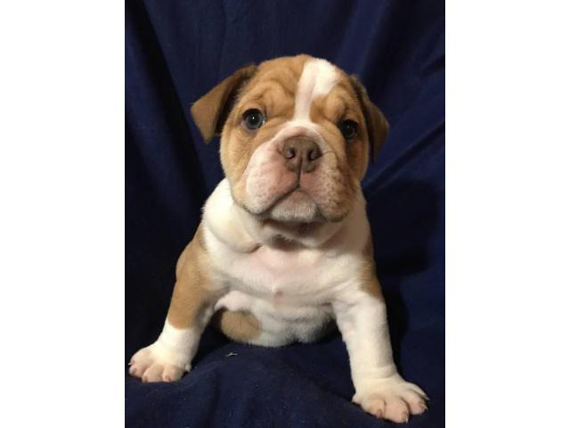Full AKC English bulldog puppies for Adoption in Grant