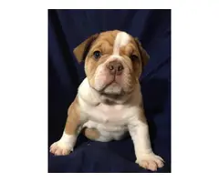 Full AKC English bulldog puppies for Adoption - 4