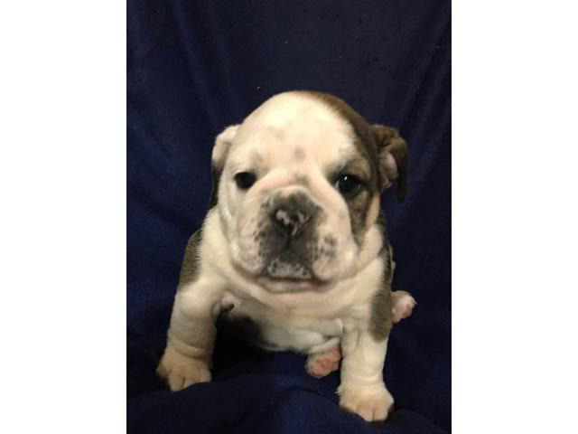 Full AKC English bulldog puppies for Adoption in Grant