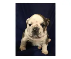 Full AKC English bulldog puppies for Adoption - 5