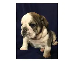 Full AKC English bulldog puppies for Adoption - 6