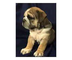 Full AKC English bulldog puppies for Adoption - 7