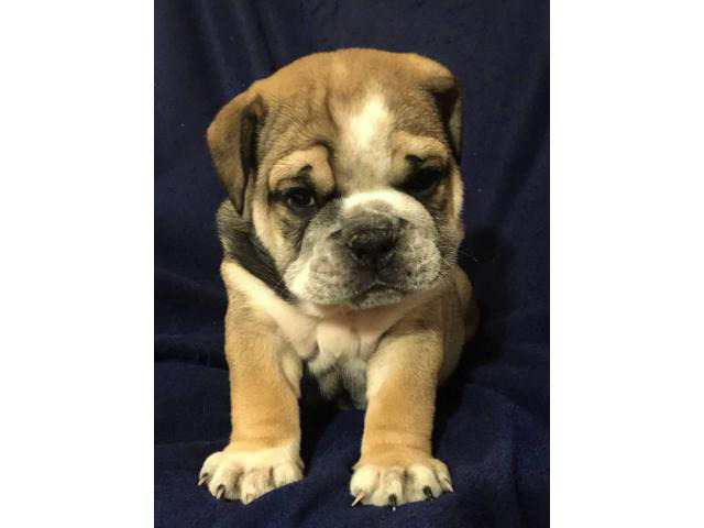 Full AKC English bulldog puppies for Adoption in Grant