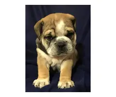 Full AKC English bulldog puppies for Adoption - 8