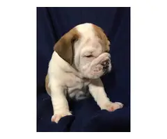 Full AKC English bulldog puppies for Adoption - 9