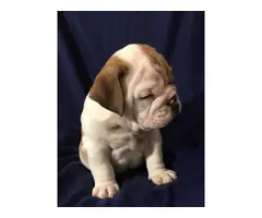 Full AKC English bulldog puppies for Adoption - 10