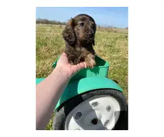 2 longhaired dachshund puppies for sale
