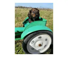 2 longhaired dachshund puppies for sale - 2