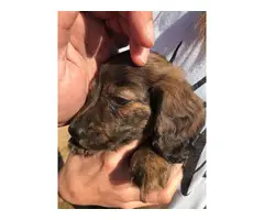2 longhaired dachshund puppies for sale - 7