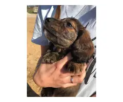 2 longhaired dachshund puppies for sale - 8