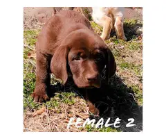 4 Lab Puppies looking for new homes - 2