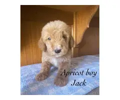 Apricot and red AKC Standard poodle puppies