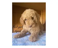 Apricot and red AKC Standard poodle puppies - 2